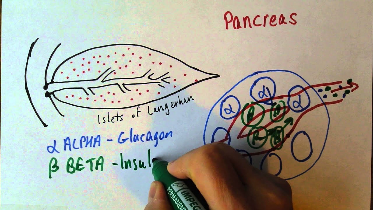 Endocrine 3, Pancreas, insulin and glucagon