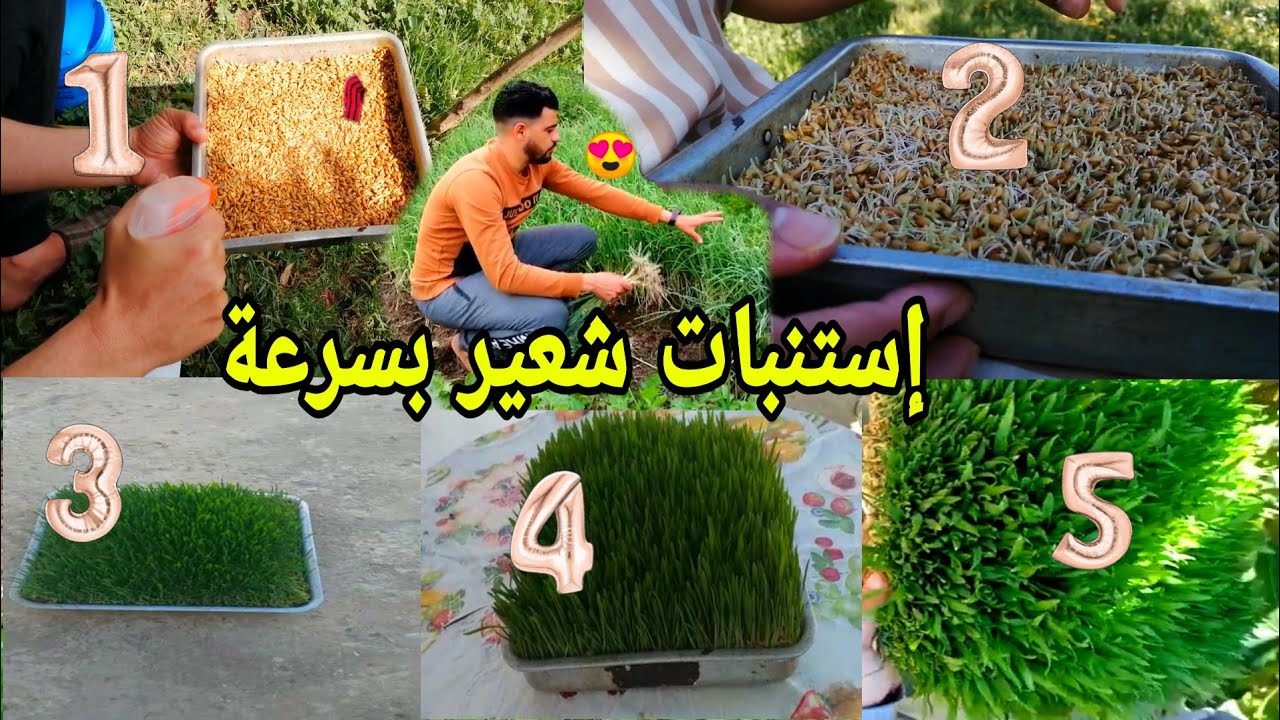 إستنبات الشعير بدون غرفة فالبادية سبحان الله⛈️🤲