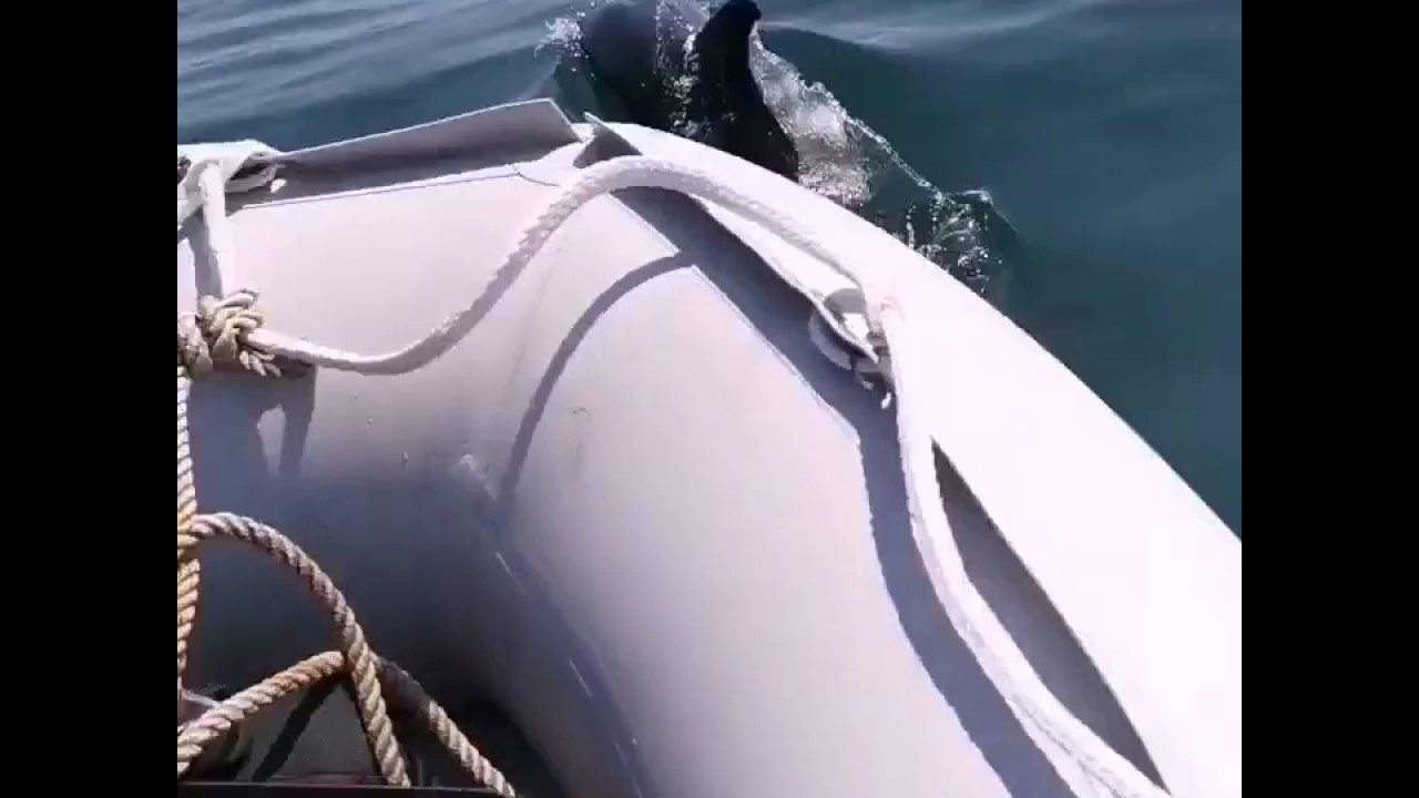 Dolphins at Oxwich Bay off our inflatable boat.