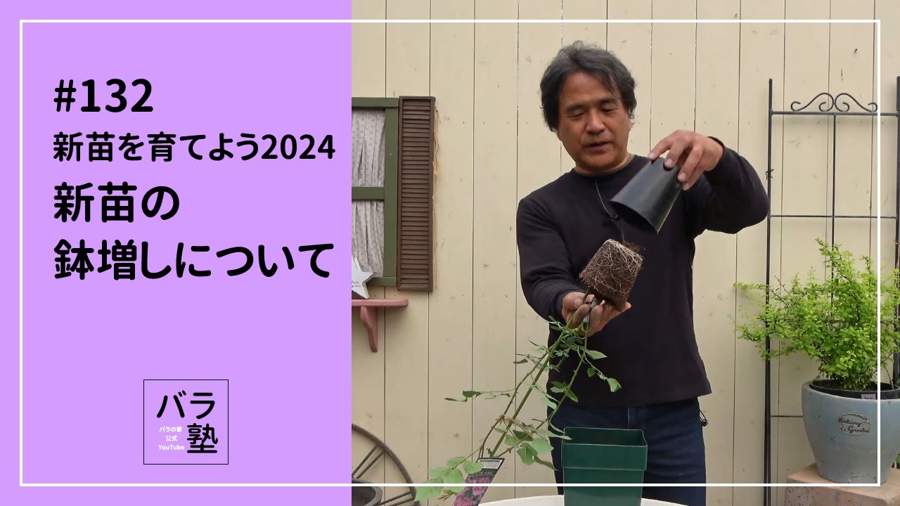 #132 新苗を育てよう2024 新苗の鉢増しについて