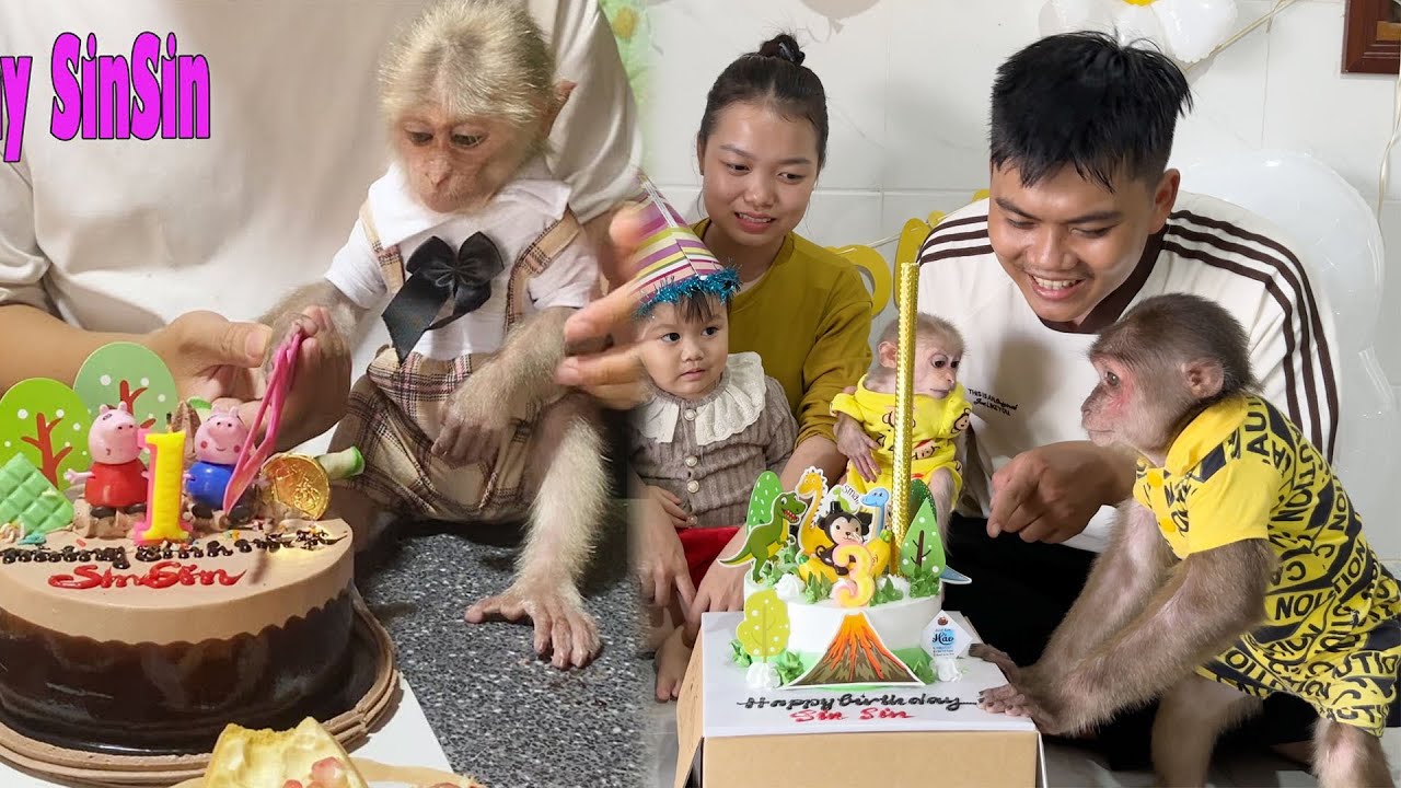 🎉 Hành trình lớn khôn của khỉ SinSin! – Xem lại 3 năm sinh nhật đầy yêu thương 💕
