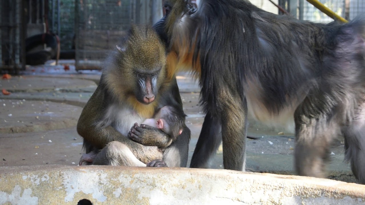 Pequeño mandril