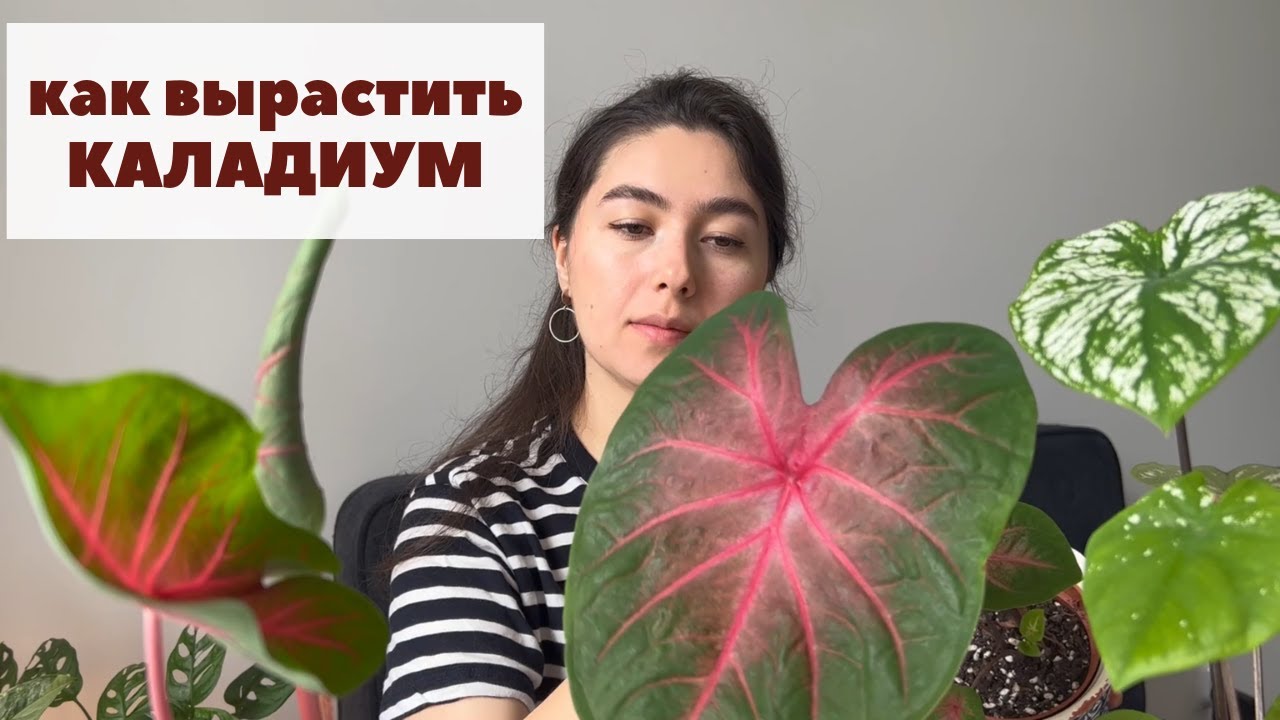 Каладиум / Как посадить клубень каладиума