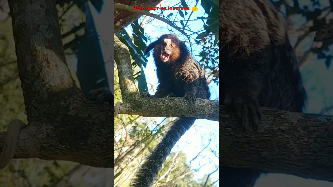 SAGUI SOLIT&Aacute;RIO VOCALIZANDO!