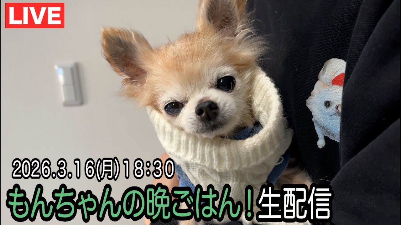もんちゃんの晩御飯生配信！
