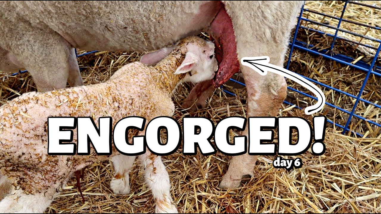 This ewe's udder is TOO BIG for her LAMBS!  Vlog 313