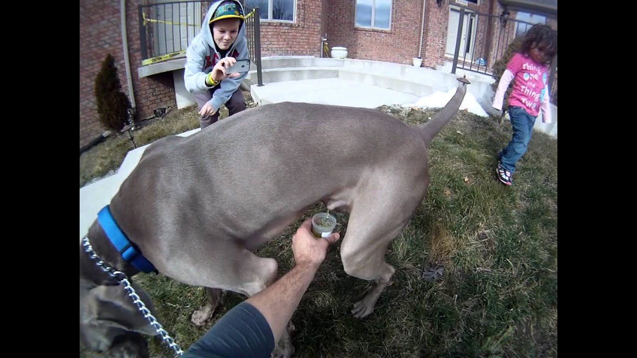 Dog urine sample collection- go pro camera view