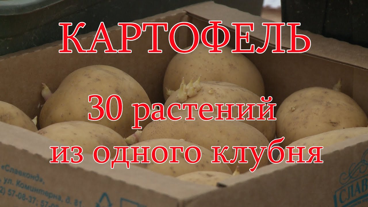 Мешок картошки из трех клубней