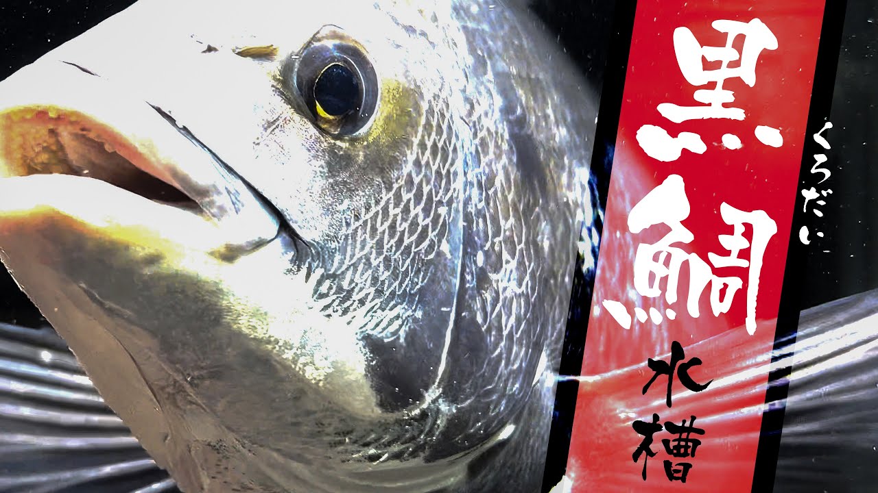 【釣ったクロダイ飼育】上部フィルター＋外部フィルター併用で濾過強化!! してる間に仲間を釣りに行く【コトブキ パワーボックス1200】