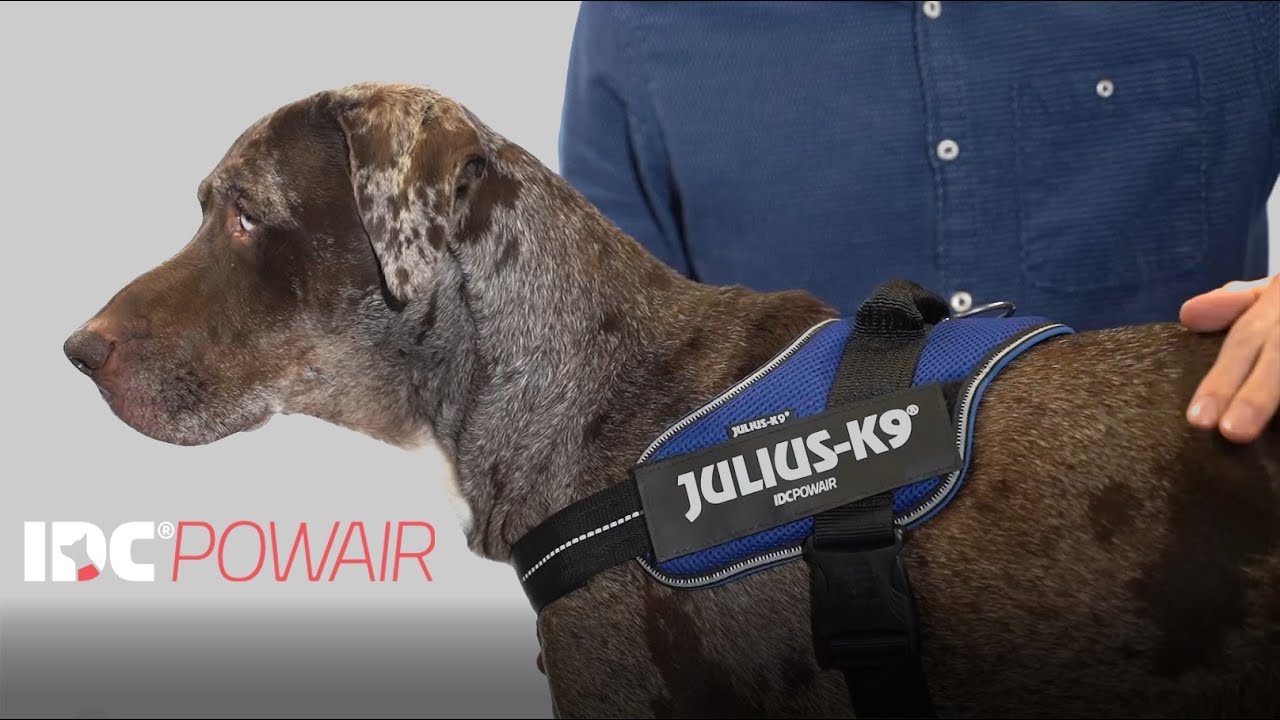 IDC&reg; Powair by Julius-K9: The Ultimate Summer Dog Harness for City Life