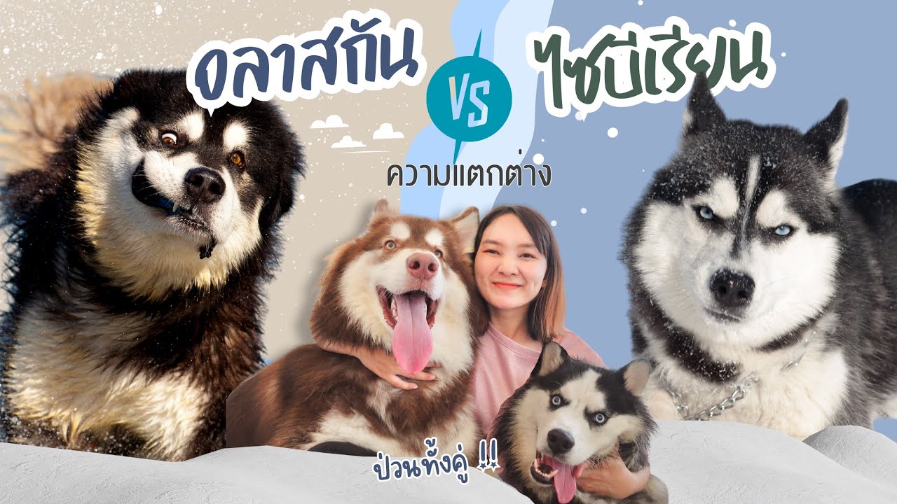 อลาสกัน VS ไซบีเรียน สองป่วนใครกวนกว่ากัน มาดูความแตกต่างกันค่ะ 🤭(EP.50)