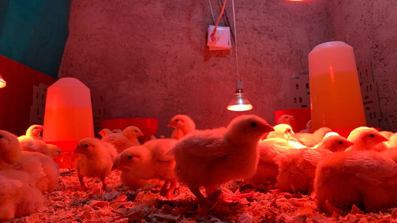 How to put day old broiler chicken in the chicken house |Placement day old chicks | feeding starter