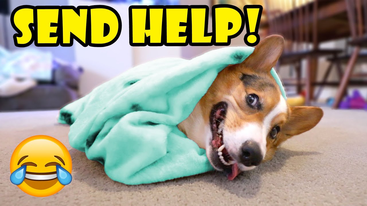 How Many Blankets Will My Corgi Let Me Wrap Him In? 😂 || Life After College: Ep. 697