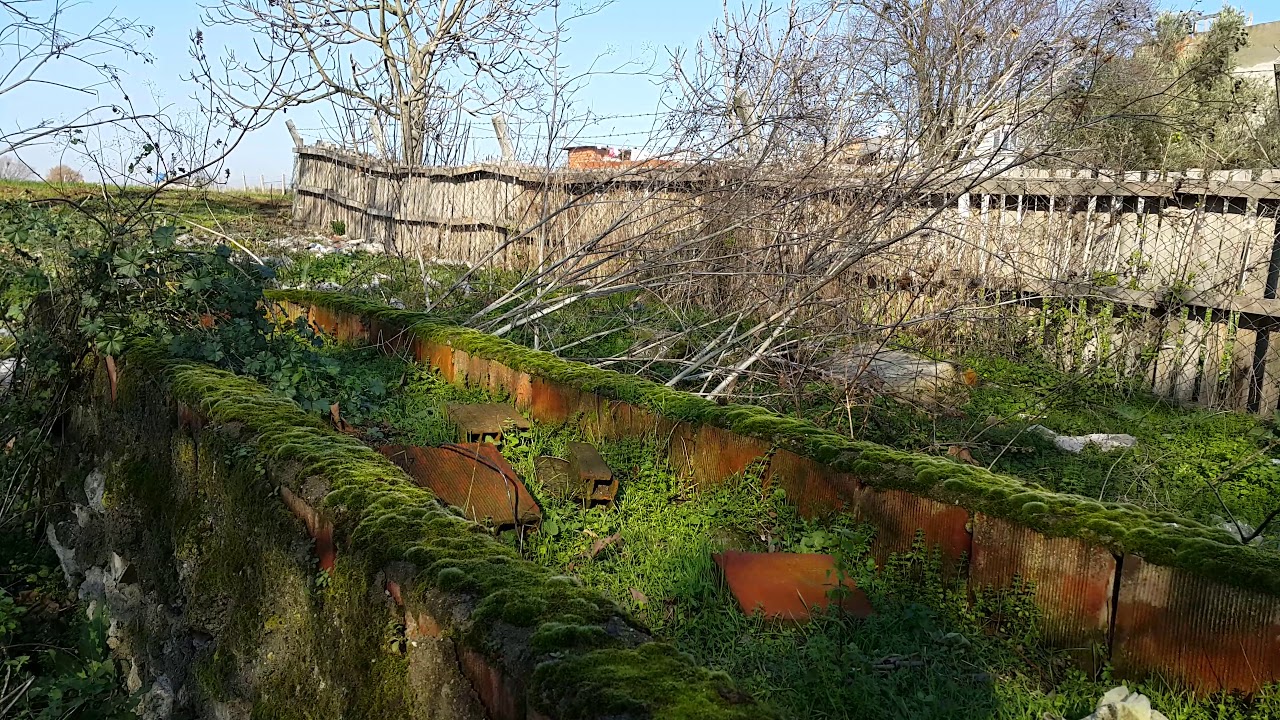 Yosun tutmuş çiftlik hayvanların Su içeceği bölüm / Moss-held farm animals water drink department