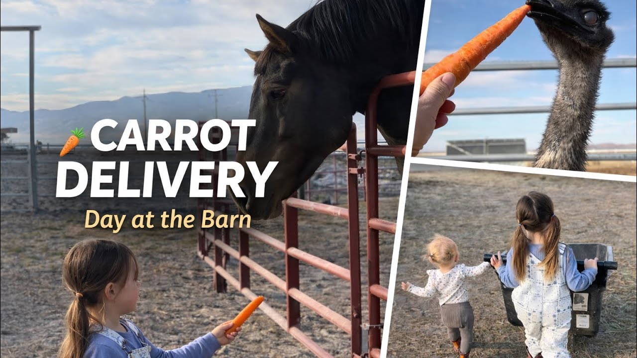 Carrot Delivery at the Barn 🥕 Feeding the Herd with Mayzee