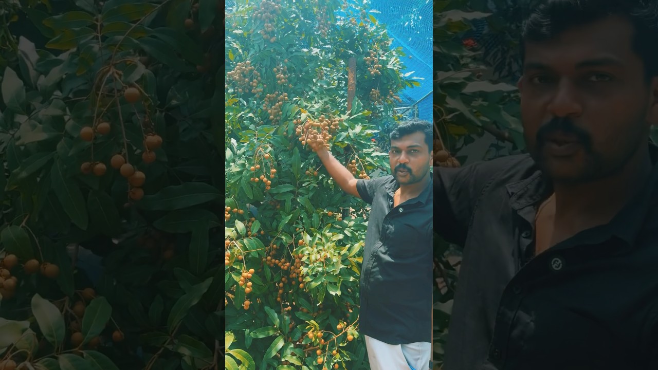 Tropical Longan Fruiting &hellip;Dm 7012306519 for plants #fruit #farming