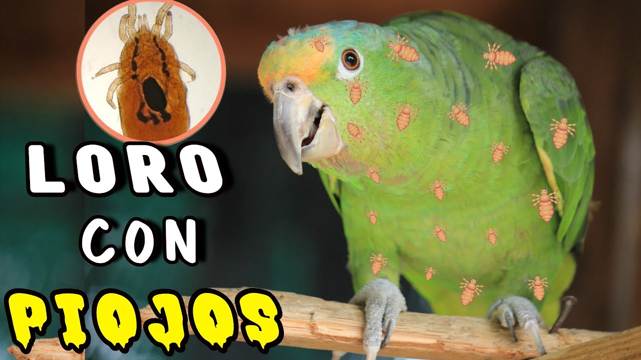 LORO con PIOJOS!! ¿Cómo Solucionarlo?
