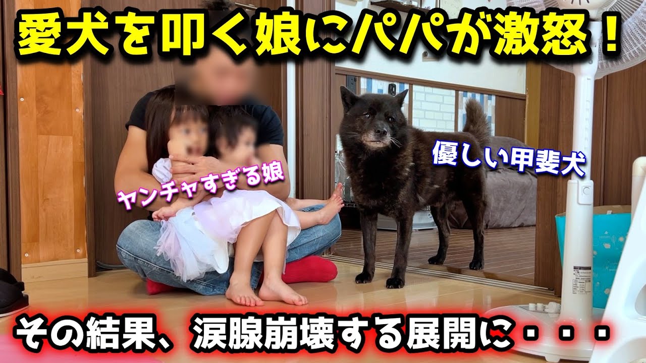【涙】優しい甲斐犬を叩く娘にパパが激怒した結果、こうなりました