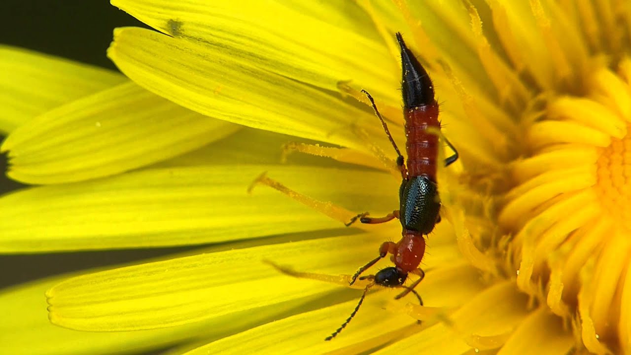 Uferkurzflügler Paederus litoralis