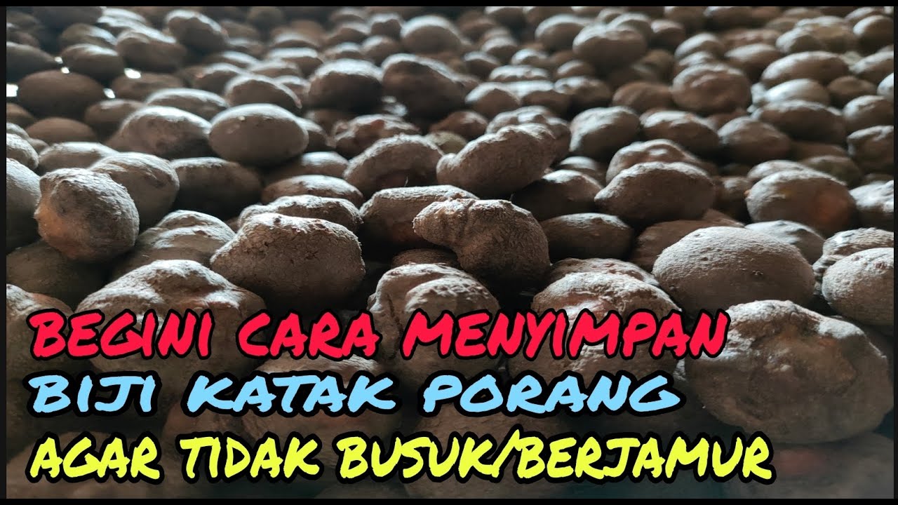 CARA MENYIMPAN KATAK PORANG YANG BAIK & BENAR