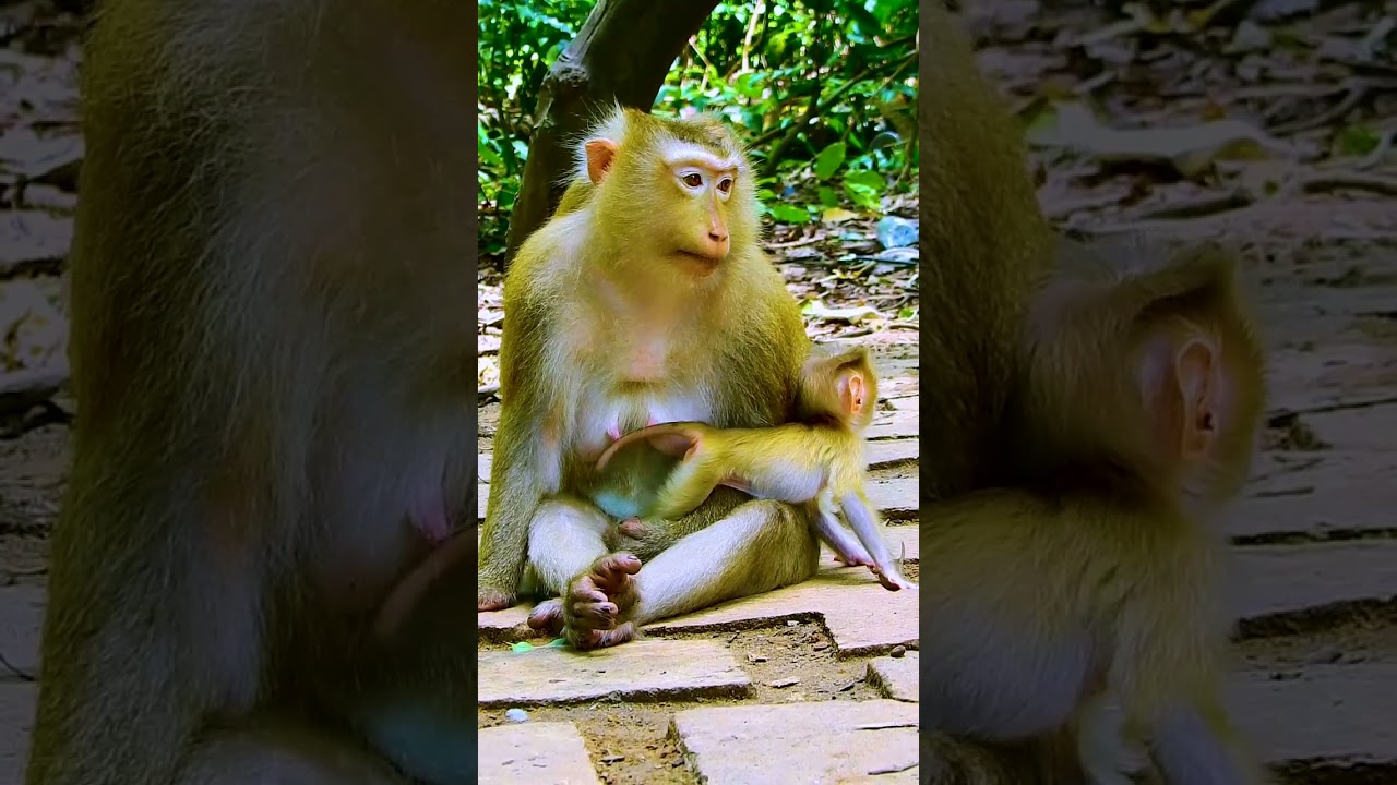 80 Update All Adorable babies Monkey Sovana Family