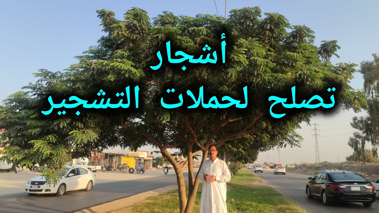 اهم الاشجار التي تصلح  لحملات التشجير ولها الأولوية لقوة التحمل الكبيرة تتحمل عطش وملوحة وشمس مباشرة