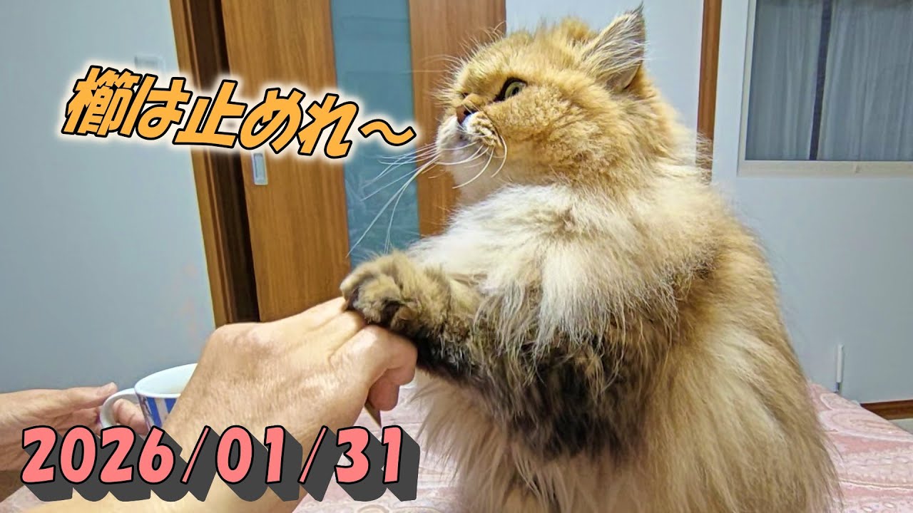 櫛でのお手入れされそうになってバルコニーへ逃げ出てのんびりするひとみ　Persian cat Hitomi's relaxing days　2026/01/31