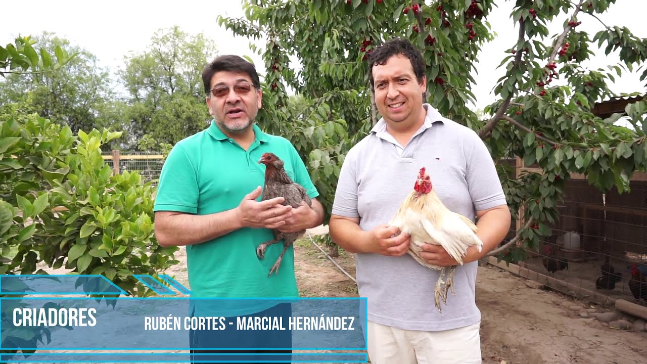 Gallinas Mapuche : Caracteristicas  y crianza de kollonkas y ketros, Chile