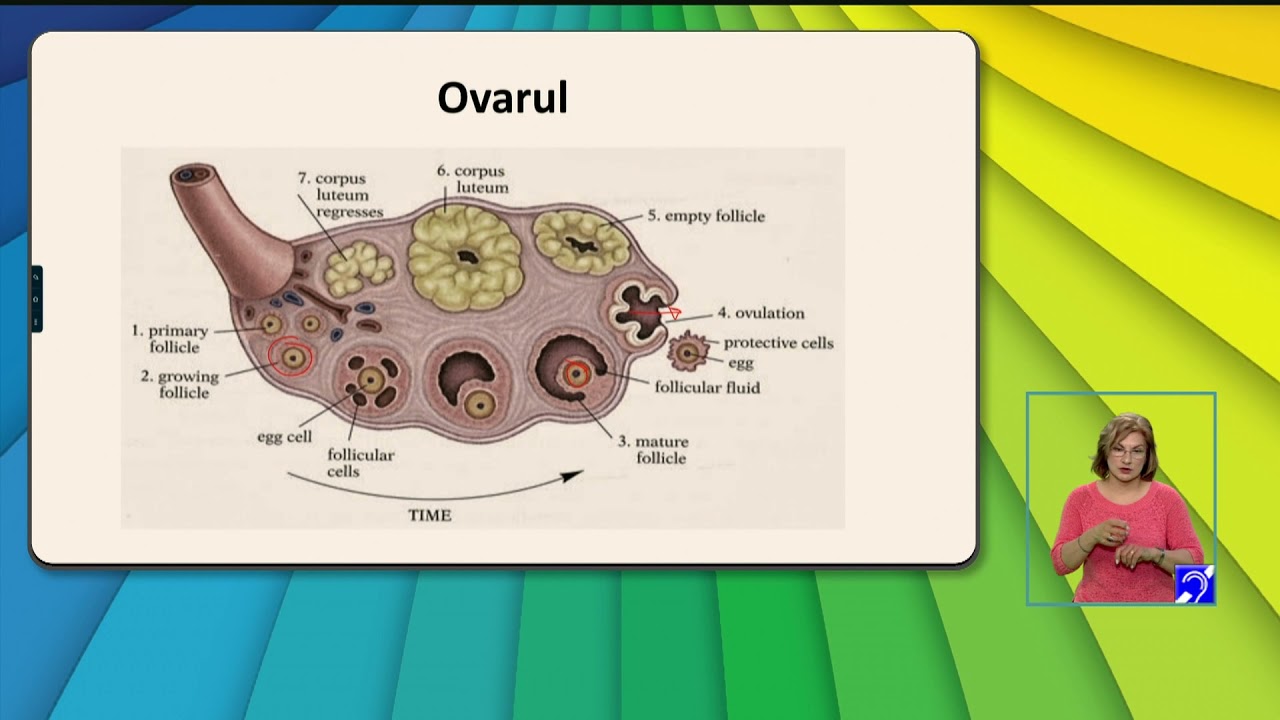 TeleŞcoala: Biologie &ndash; Anatomie şi fiziologie umană &ndash; partea a II-a (@TVR2)