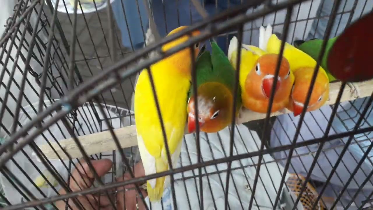 Birds Market Peshawar . Sunday video . latest update . 12/6/2022 . In Urdu