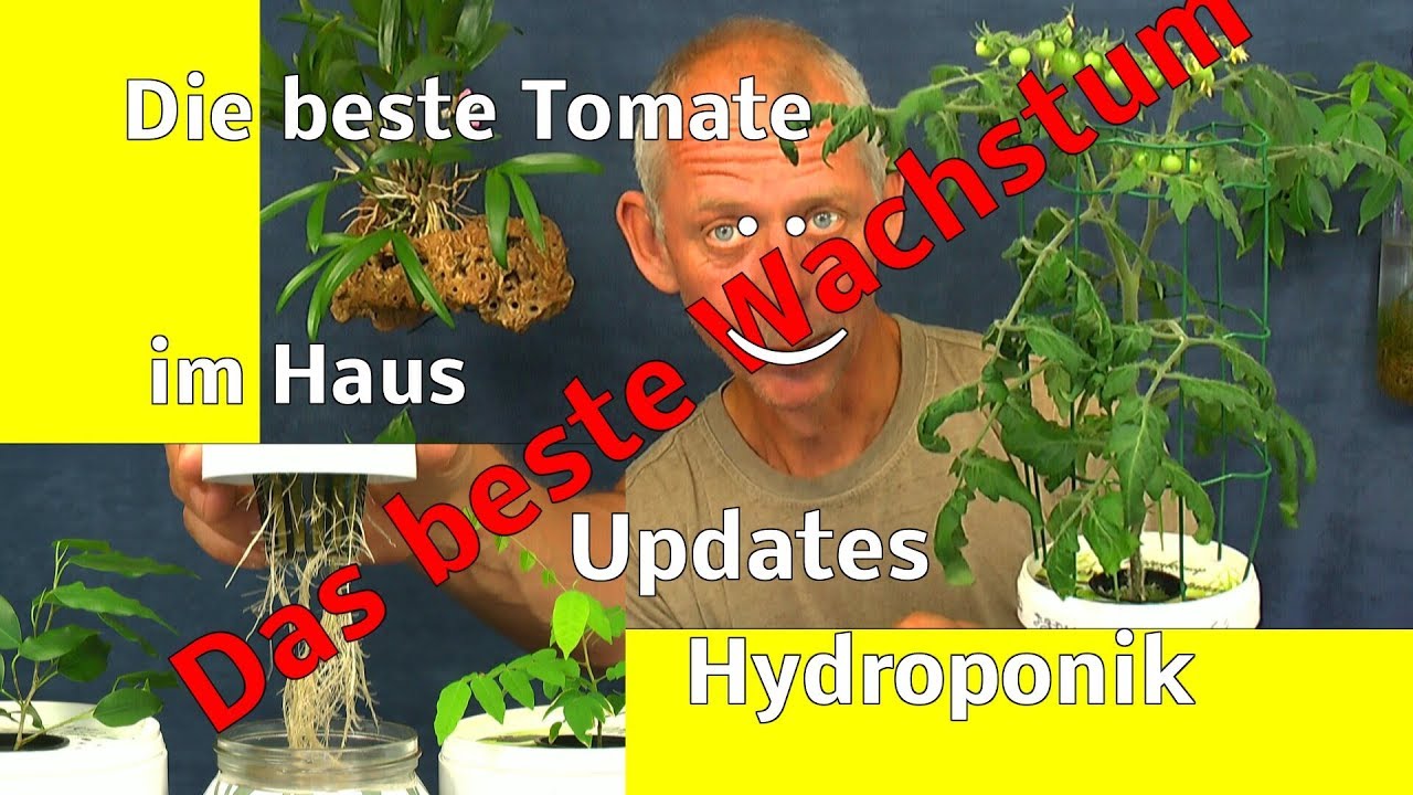 Die fantastischen Ergebnisse das geniale mega Wachstum und die beste Tomate im Haus