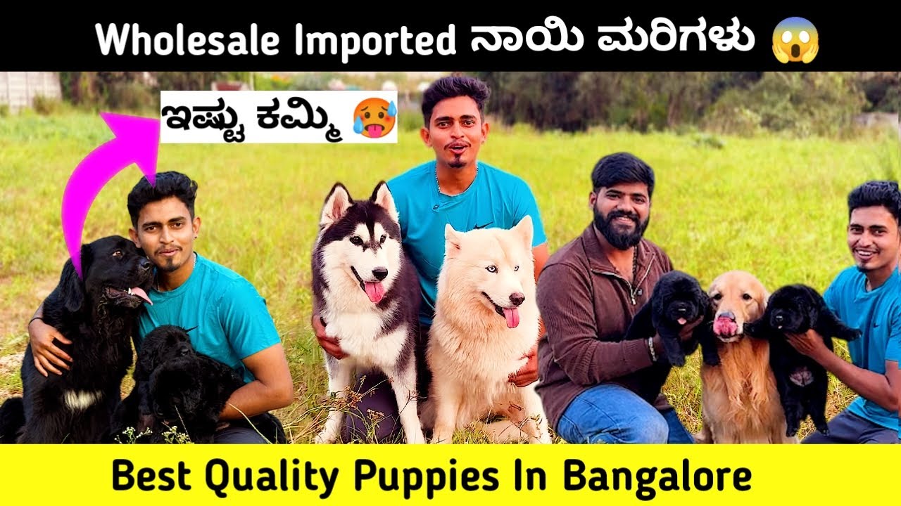 Wholesale ಬೆಲೆ Imported ನಾಯಿ ಮರಿಗಳು | Best Quality Puppies In Bangalore | Mr350 |