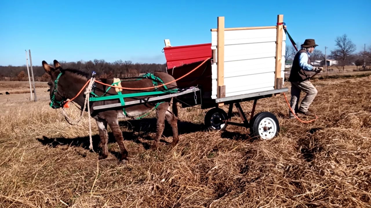 Donkey work, a pleasant day. 20201220