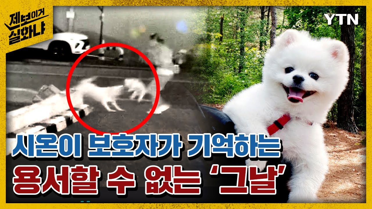 [제보이거실화냐] 그날, 진돗개는 왜 시온이를 물어죽였을까 / YTN