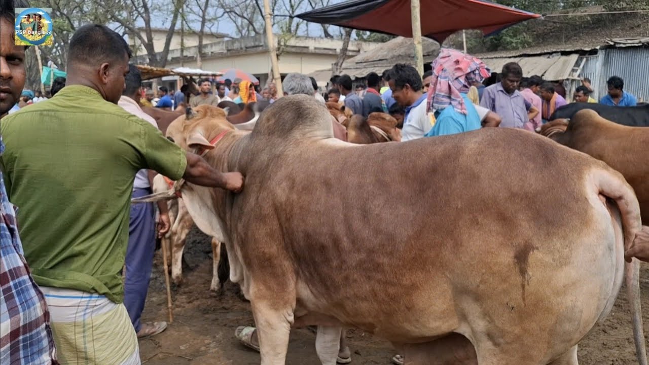 @ 11/3/2026|| ভিডিও দেখে লন্ডন প্রবাসীর কুরবানির দেশাল জাতের দাঁতালো ষাঁড় গরু কেনা খোচাবাড়ী হাটে||