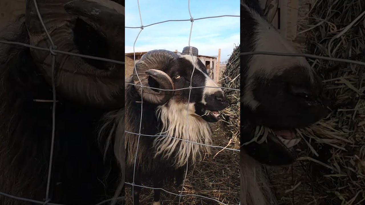 Handsome Ram 