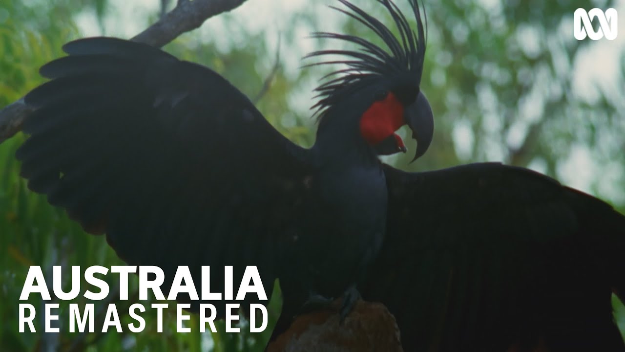 These palm cockatoos have rhythm | Australia Remastered