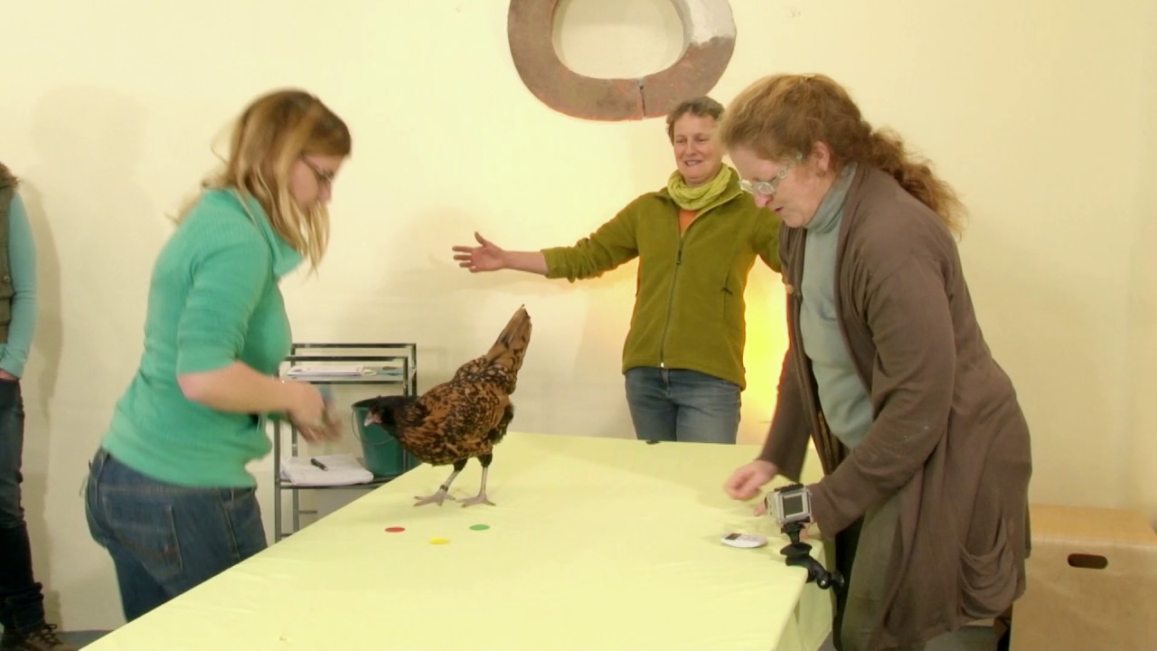 Clickertraining mit Hühnern - Viviane Theby