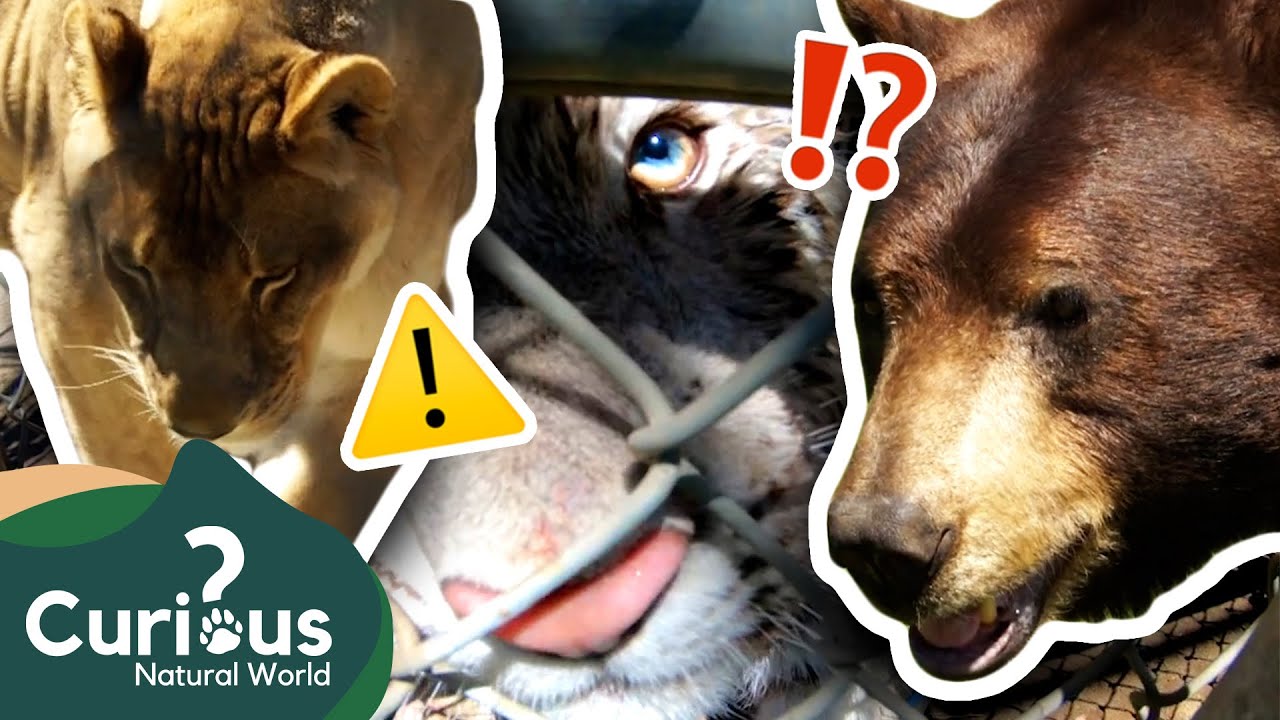 A Sanctuary Dedicated To Lions, Tigers And Bears 🐾 | Exotic Animals | Curious?: Natural World