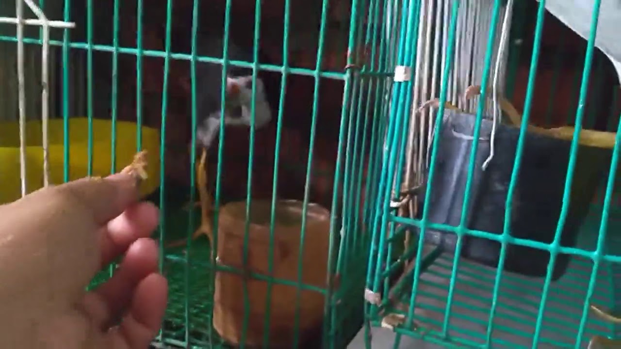 Chia sẻ cho ae c&aacute;ch thuần chim quốc bổi mau dang nhất
