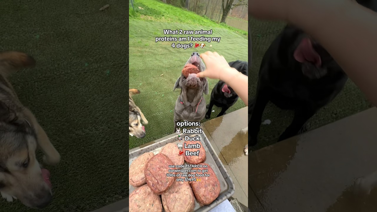 What&nbsp;2&nbsp;raw&nbsp;animal&nbsp;proteins&nbsp;am&nbsp;I&nbsp;feeding&nbsp;my&nbsp;4&nbsp;dogs?&nbsp;🥩🐶 Choose from the options in the video 🥩
