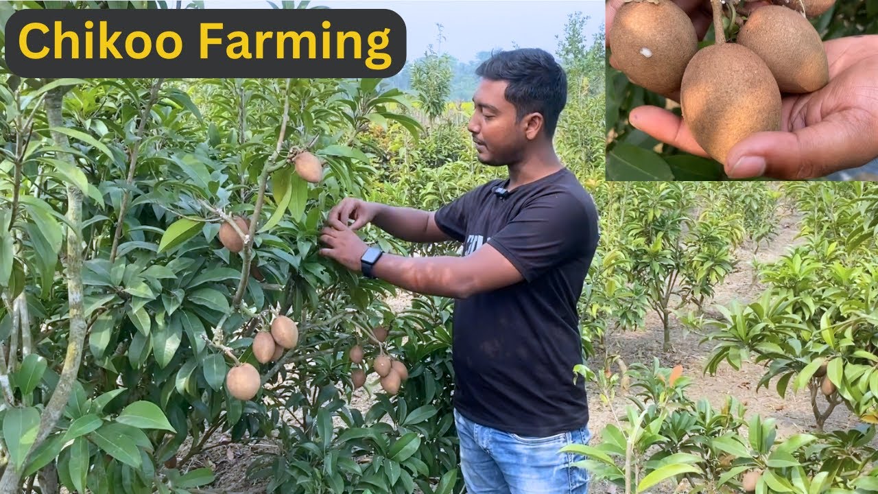 Chikoo Farming | Earn 10 Lakhs Per Acre | Sapota Farming | Chiku ki kheti kaise kare | Chikoo kheti