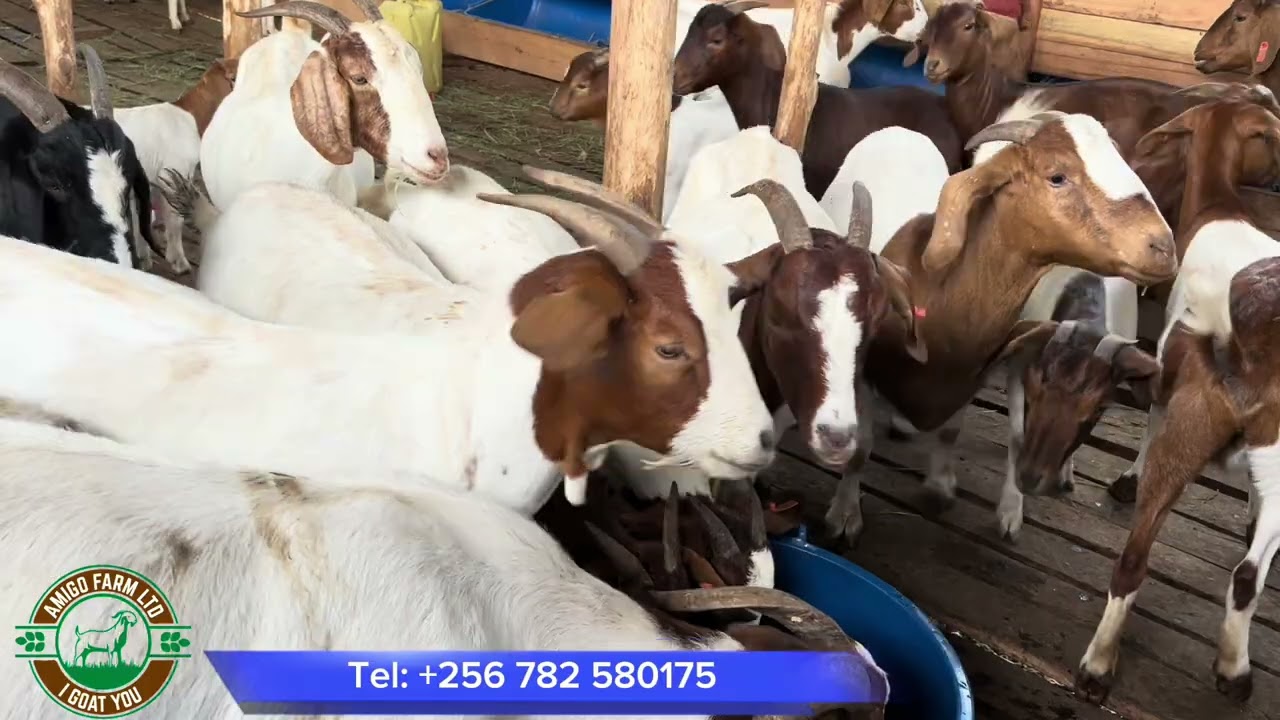 From day one, my journey to goat farming. Utilizing small piece of land.