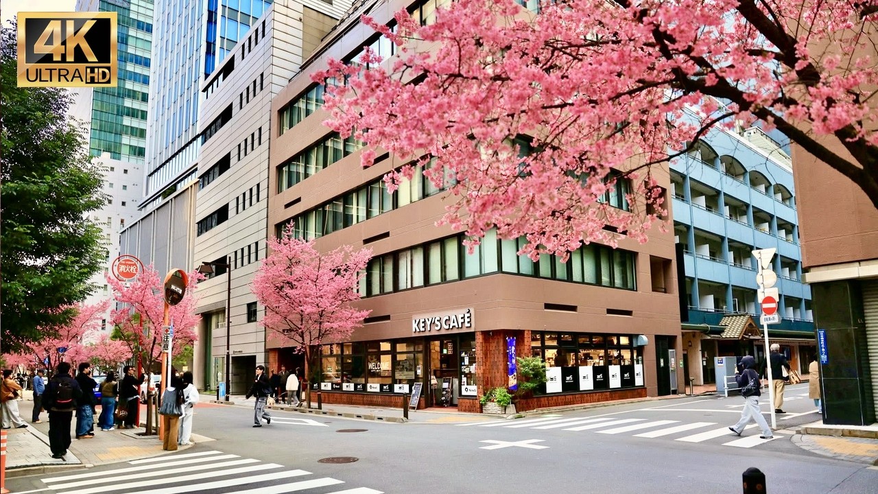 Tokyo the famous Cherry blossoms district is full bloom in Nihonbashi Okame Zakura【オカメザクラ通り】