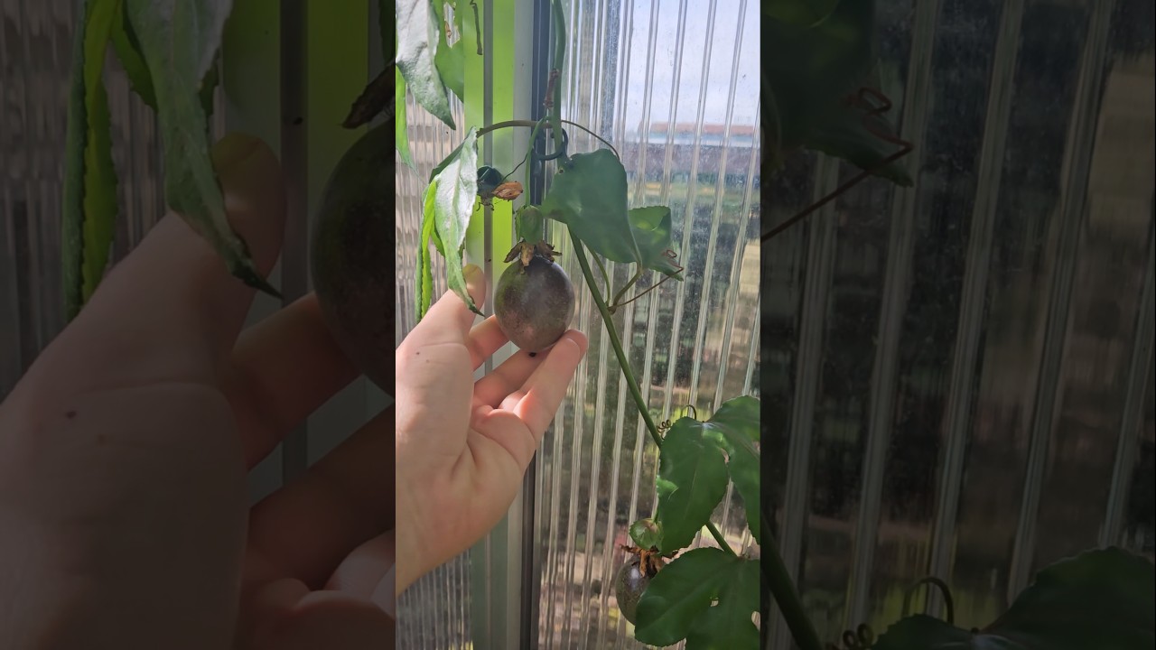 Eigene Maracuja anbauen. Die ersten Fr&uuml;chte sind reif.