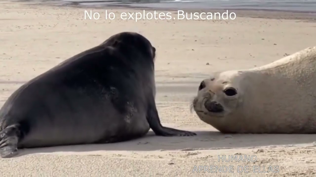 Francisca y reconocimiento  a los q ayudan a los animales(voluntarias)