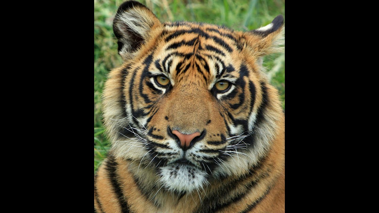 International Tiger day 29th July 2024