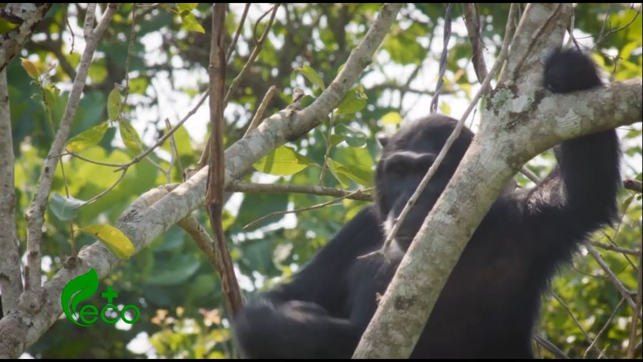 ENVIRONMENT SECTOR BOOSTING TOURISM IN UGANDA