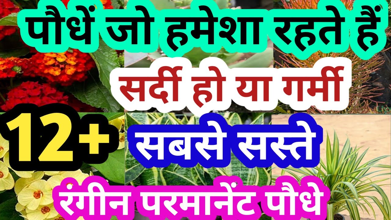दिसम्बर में लगाए ये पौधें/सदाबहार परमानेंट पौधे/Evergreen hardy plants/#gardening#winterflowers
