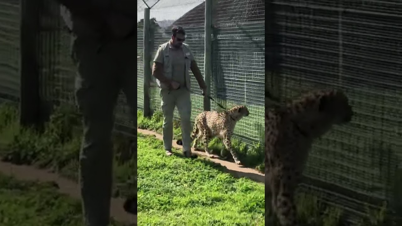 Cheetah outreach in Cape Town South Africa!!!